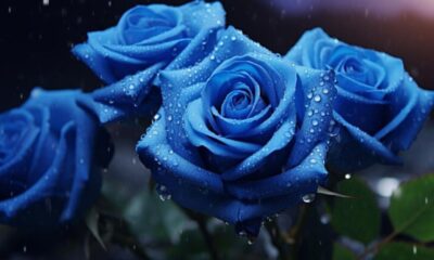 Blue Roses