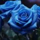 Blue Roses